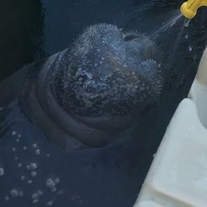 Meet your Posher, Grayson